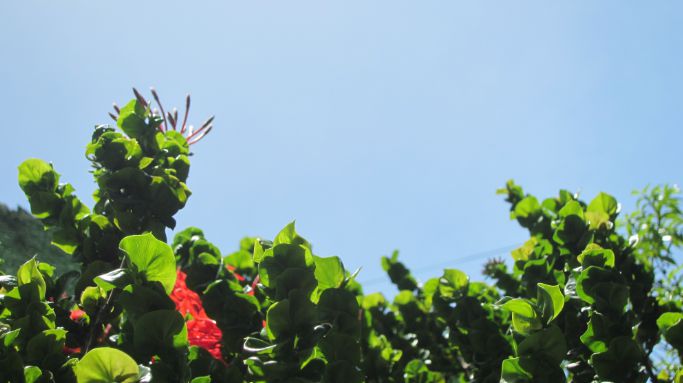 Close-up shot of real life foliage with small blooming red flowers.